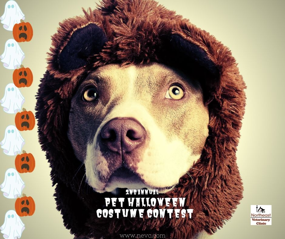 Veterinarian in El Paso, TX Northeast Veterinary Clinic